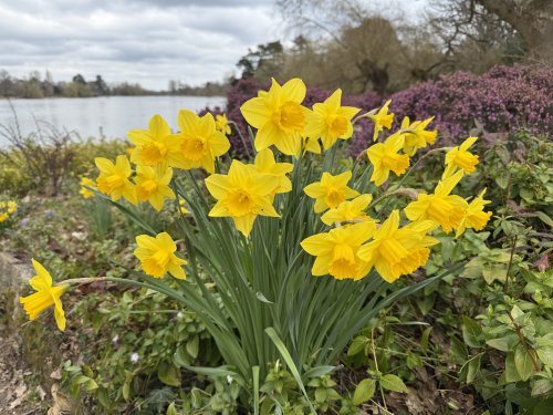 daffodils_10