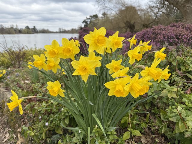 daffodils_10