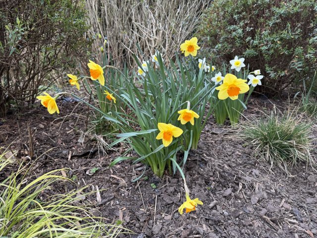 daffodils_1