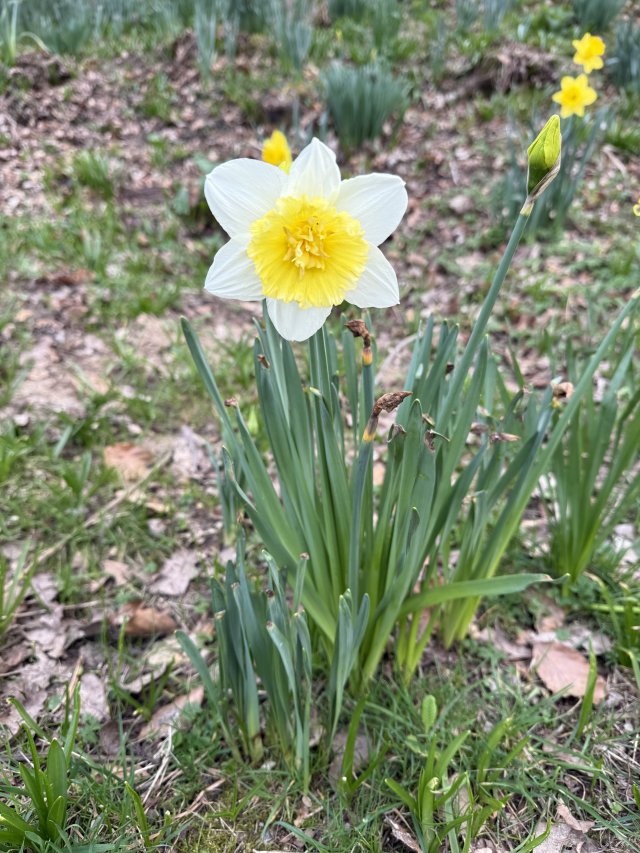 daffodils_2