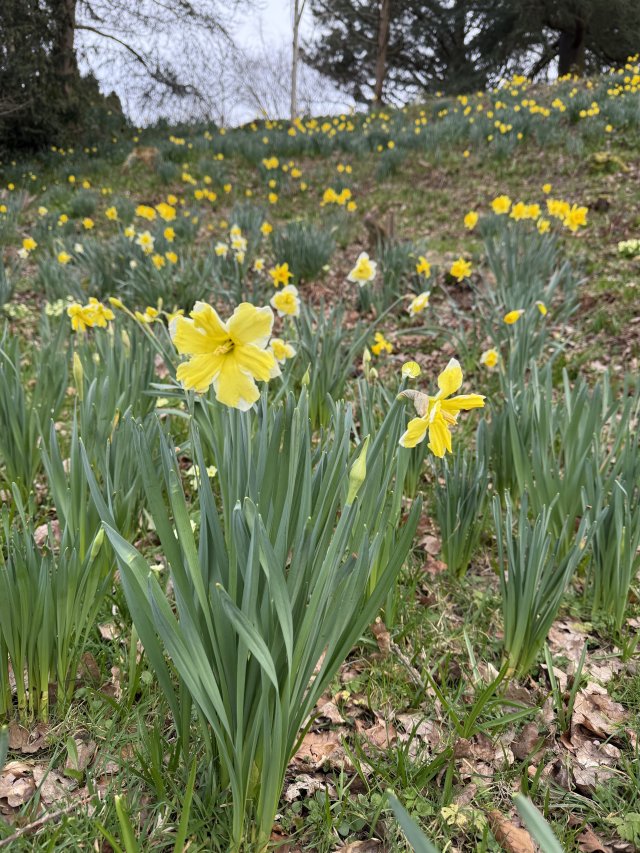 daffodils_3