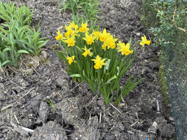 daffodils_4