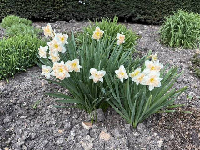 daffodils_5