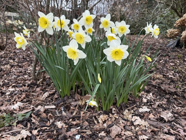 daffodils_6