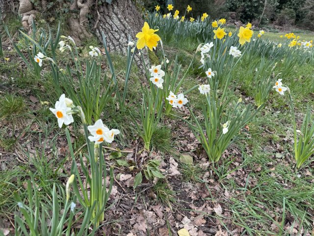 daffodils_7