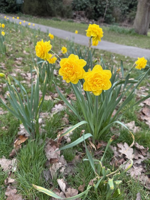 daffodils_8