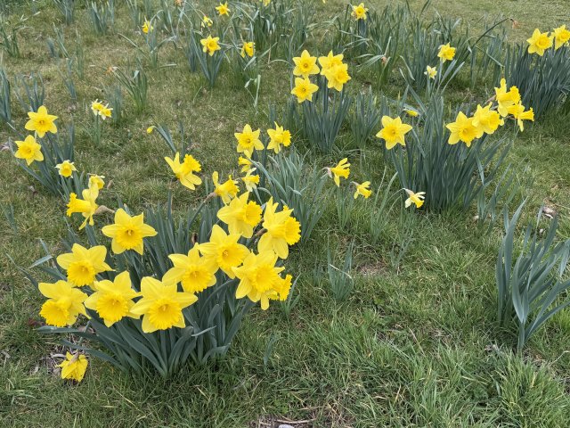 daffodils_9