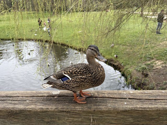 duck