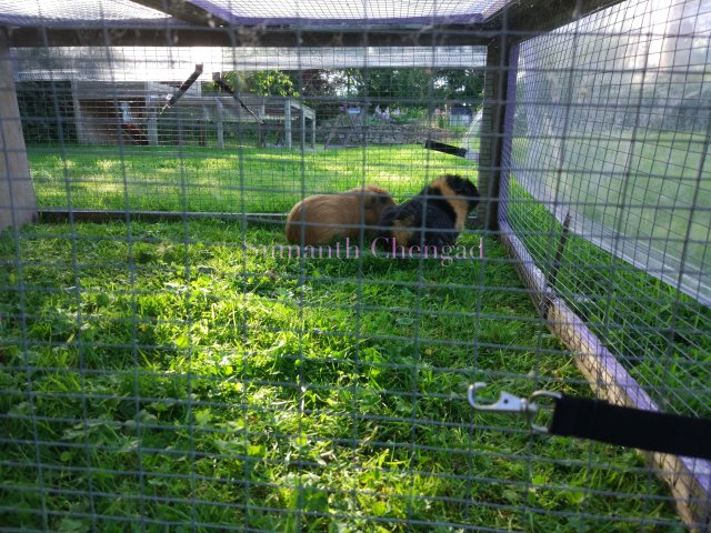 fox_hall_guinea_pigs_wm