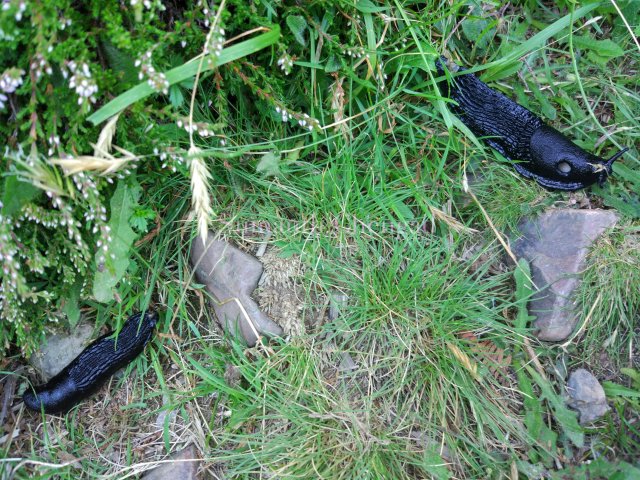 slugs_wm