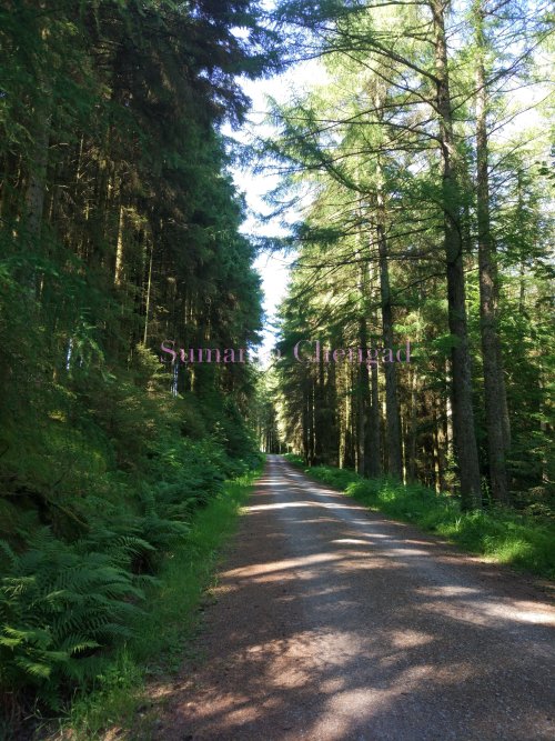 whinlatter_forest_2_wm
