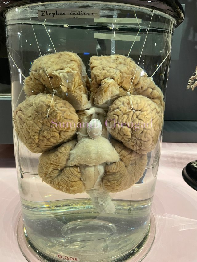 Preserved brain of Asiatic Elephant
