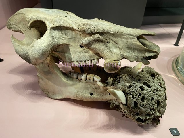 Skull of boar with tumour