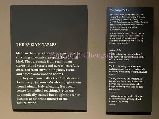 Evelyn Tables description