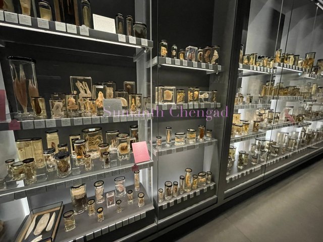 Collection of preserved specimens