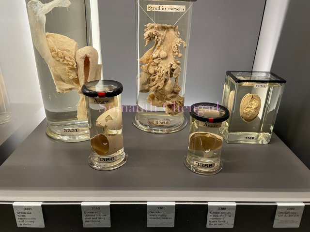 Various reproductive systems