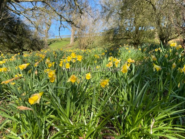 Wild Daffodils