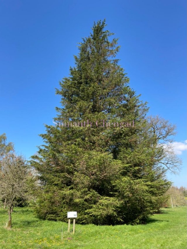 Yorkshire Arboretum