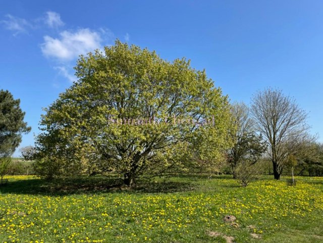 Yorkshire Arboretum